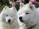 Собаки, щенки Самоед, цена 4000 Грн., Фото