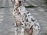 Собаки, щенята Далматин, ціна 4000 Грн., Фото