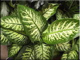 Домашні рослини Дифенбахія, ціна 300 Грн., Фото