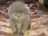 Кішки, кошенята Highland Fold, ціна 1600 Грн., Фото