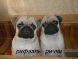 Собаки, щенки Мопс, цена 3000 Грн., Фото