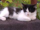 Кошки, котята Европейская короткошерстная, цена 1 Грн., Фото