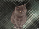 Кошки, котята Экзотическая короткошерстная, цена 300 Грн., Фото