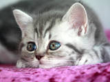 Кошки, котята Шотландская короткошерстная, цена 2200 Грн., Фото