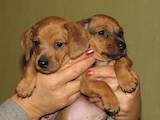Собаки, щенки Гладкошерстная миниатюрная такса, цена 1600 Грн., Фото