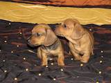 Собаки, щенки Гладкошерстная миниатюрная такса, цена 1600 Грн., Фото