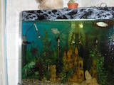 Рыбки, аквариумы Аквариумы и оборудование, цена 1200 Грн., Фото