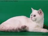 Кішки, кошенята Шиншила, ціна 2000 Грн., Фото