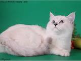 Кошки, котята Шиншилла, цена 2000 Грн., Фото