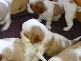 Собаки, щенки Кавалер-Кинг-Чарльз спаниель, цена 1300 Грн., Фото