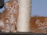 Кішки, кошенята Сибірська, ціна 250 Грн., Фото