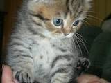 Кошки, котята Британская длинношёрстная, цена 500 Грн., Фото
