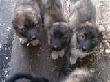 Собаки, щенята Кавказька вівчарка, ціна 2500 Грн., Фото