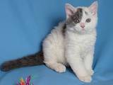 Кошки, котята Селкирк-рекс, цена 4000 Грн., Фото