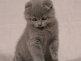 Кішки, кошенята Шотландська висловуха, ціна 2400 Грн., Фото