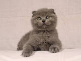 Кошки, котята Шотландская вислоухая, цена 2400 Грн., Фото