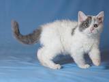 Кішки, кошенята Селкірк-рекс, ціна 3200 Грн., Фото