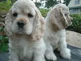 Собаки, щенки Американский коккер, цена 1300 Грн., Фото