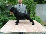 Собаки, щенки Ризеншнауцер, цена 3200 Грн., Фото