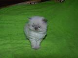 Кошки, котята Невская маскарадная, цена 600 Грн., Фото
