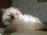 Кошки, котята Невская маскарадная, цена 600 Грн., Фото