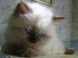 Кішки, кошенята Невськая маскарадна, ціна 600 Грн., Фото
