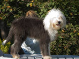 Собаки, щенята Бобтейль, ціна 7000 Грн., Фото