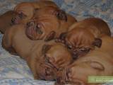Собаки, щенята Бордоський дог, ціна 1000 Грн., Фото