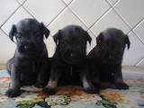 Собаки, щенки Миттельшнауцер, цена 1100 Грн., Фото