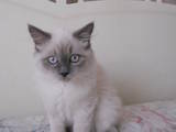 Кошки, котята Невская маскарадная, цена 1800 Грн., Фото