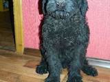 Собаки, щенята Чорний тер'єр, ціна 100 Грн., Фото