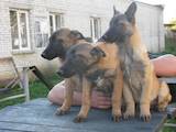 Собаки, щенки Бельгийская овчарка (Малинуа), цена 3000 Грн., Фото