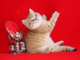 Кошки, котята Шотландская короткошерстная, цена 12000 Грн., Фото