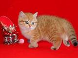 Кішки, кошенята Шотландська короткошерста, ціна 12000 Грн., Фото
