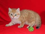 Кішки, кошенята Шотландська короткошерста, ціна 12000 Грн., Фото