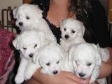 Собаки, щенки Бишон фрисе, цена 6000 Грн., Фото