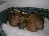 Собаки, щенята Родезійського ріджбек, ціна 10000 Грн., Фото