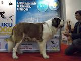Собаки, щенята Сенбернар, ціна 2000 Грн., Фото