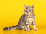 Кошки, котята Шотландская короткошерстная, цена 2700 Грн., Фото