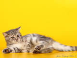 Кішки, кошенята Шотландська короткошерста, ціна 2700 Грн., Фото