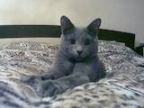 Кішки, кошенята Російська блакитна, Фото