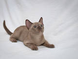Кошки, котята Бурма, цена 5500 Грн., Фото