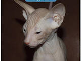 Кошки, котята Петербургский сфинкс, цена 2000 Грн., Фото