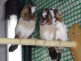 Попугаи и птицы Канарейки, цена 40 Грн., Фото