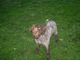 Собаки, щенята Дірхаунд, ціна 500 Грн., Фото