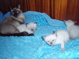 Кошки, котята Тайская, цена 200 Грн., Фото