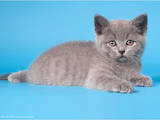 Кошки, котята Шотландская короткошерстная, цена 1300 Грн., Фото