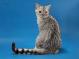 Кішки, кошенята Спаровування, ціна 800 Грн., Фото