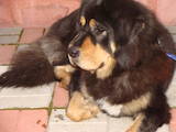 Собаки, щенки Тибетский мастиф, цена 18000 Грн., Фото