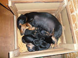 Собаки, щенки Гладкошерстная кроличья такса, цена 380 Грн., Фото